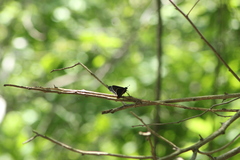 Mysoria affinis