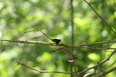 Mysoria affinis