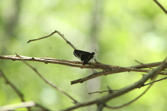 Mysoria affinis