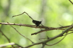 Mysoria affinis