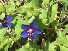 Anagallis