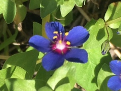Anagallis