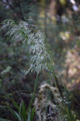 Trisetum virletii