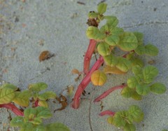 Amaranthus pumilus
