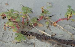 Amaranthus pumilus