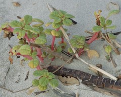 Amaranthus pumilus