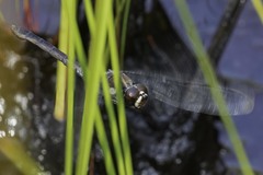 Libellula axilena