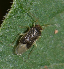 Miroidea