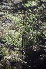 Abies religiosa