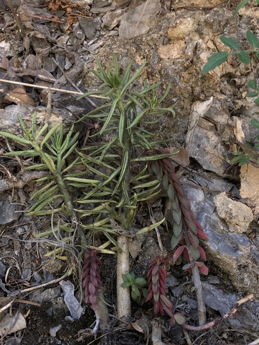 Peperomia ferreyrae (Peperomia ferreyrae)