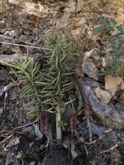 Peperomia ferreyrae, photograph Rosario Douglas, CC BY, iNaturalist via GBIF
