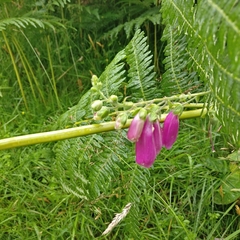 Digitalis purpurea