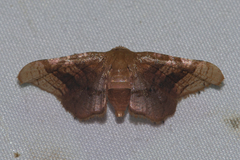 Hypolamprus emblicalis