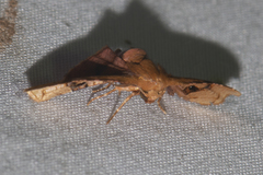 Hypolamprus emblicalis