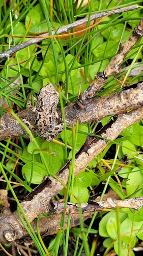 iNaturalist observation photo of Pacific chorus frog