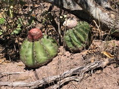 Melocactus
