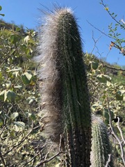 Espostoa
