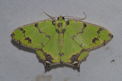 Agathia lycaenaria