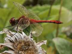 Sympetrum sanguineum
