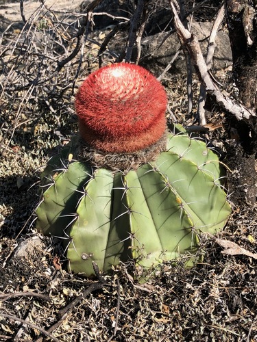 Melocactus bellavistensis