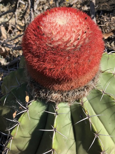 Melocactus bellavistensis