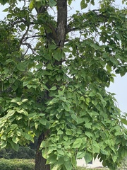 Catalpa speciosa
