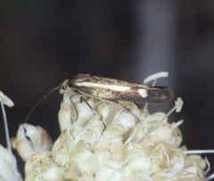 Scythris heinemanni