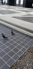 Columba livia