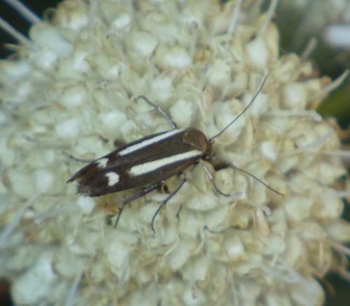 Scythris heinemanni