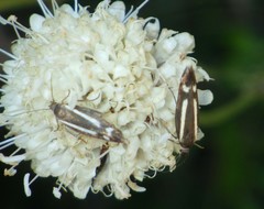 Scythris heinemanni