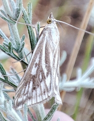 Loxostege clathralis