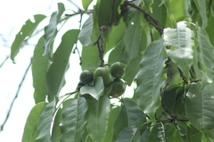Hippomane mancinella