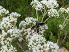 Isodontia auripes