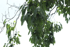 Hippomane mancinella