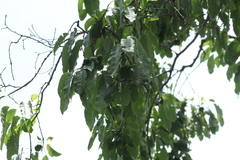 Hippomane mancinella
