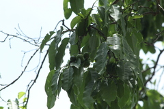 Hippomane mancinella