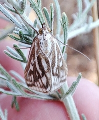 Loxostege clathralis