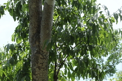 Hippomane mancinella
