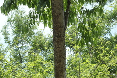 Hippomane mancinella