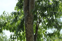 Hippomane mancinella