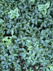 Vinca minor