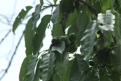 Hippomane mancinella
