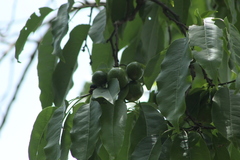 Hippomane mancinella