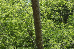 Hippomane mancinella