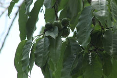 Hippomane mancinella