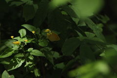 Pyrisitia dina