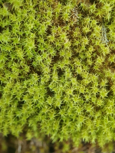 Representative image of Aongstroemiaceae