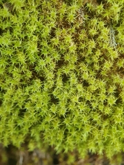 Dichodontium flavescens