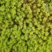 Yellowish Fork-Moss - Photo (c) Jonathan Hughes, some rights reserved (CC BY-NC), uploaded by Jonathan Hughes