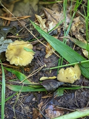 Hygrocybe caespitosa